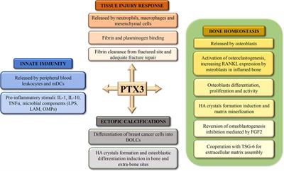 The Role of PTX3 in Mineralization Processes and Aging-Related Bone Diseases